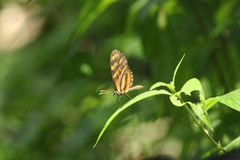 Mechanitis lysimnia utemaia