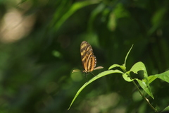 Mechanitis lysimnia utemaia