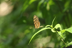 Mechanitis lysimnia utemaia