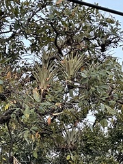 Tillandsia makoyana