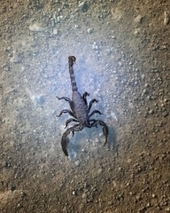 Opistophthalmus