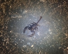 Opistophthalmus