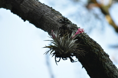 Tillandsia recurvifolia