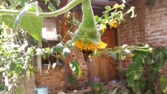 Bombus steindachneri