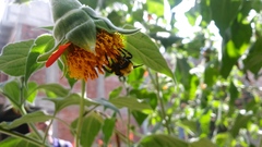 Bombus steindachneri