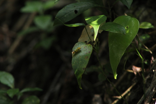 Janastana bilineata