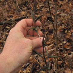 Lonicera dioica