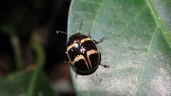 Platyphora semiambita