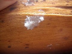 Phellopsylla formicosa