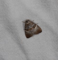 Acatapaustus mesoleuca