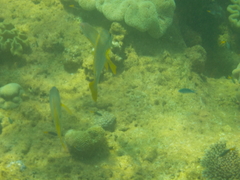 Lutjanus fulviflamma