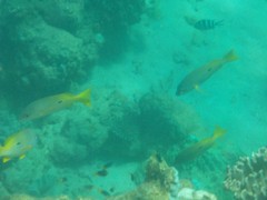 Lutjanus fulviflamma