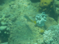 Lutjanus fulviflamma