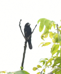 Sporophila crassirostris