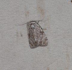 Barasa cymatistis