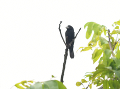 Sporophila crassirostris