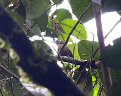 Cantorchilus leucopogon