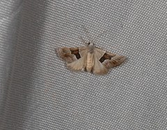 Dichromodes mesotoma