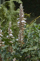 Acanthus montanus
