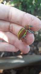 Teratopactus vittatus