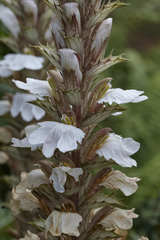 Acanthus montanus