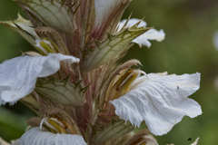 Acanthus montanus