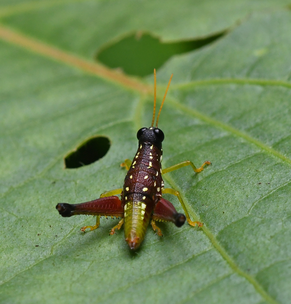 Oedalacris cambrai