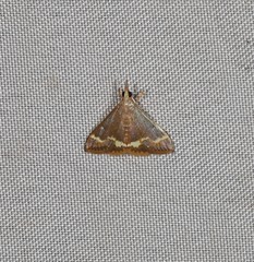 Clupeosoma pellucidalis