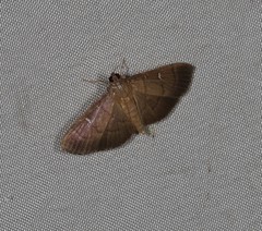 Pramadea lunalis
