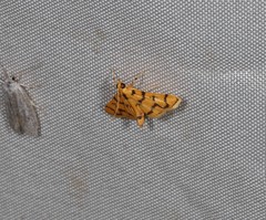 Dichocrocis erixantha