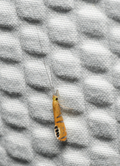 Nectopsyche gemmoides