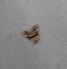 Dichromodes mesotoma