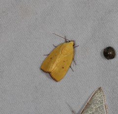 Earias luteolaria