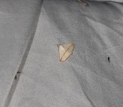 Eublemma perversicolor