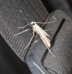 Euclasta maceratalis