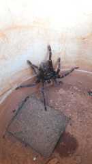 Acanthoscurria paulensis