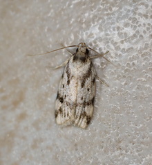 Barea basigramma