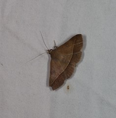 Hypospila dochmotoma