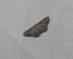 Idaea ferrilinea