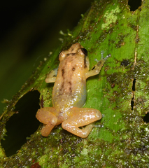 Diasporus