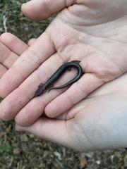 Plethodon dorsalis