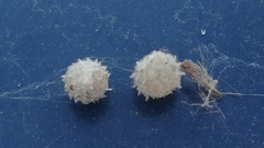 Latrodectus geometricus