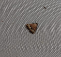 Pseudozarba orthopetes