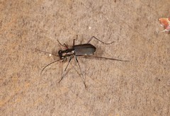 Myriochila semicincta