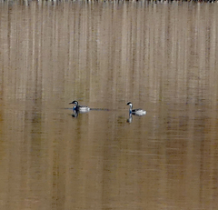 Aechmophorus occidentalis