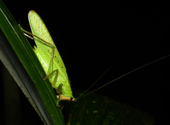 Copiphora brevirostris