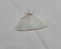 Oenochroma infantilis