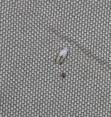 Opostegoides gephyraea