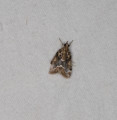 Otiophora leucura