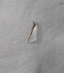 Patissa atricostalis